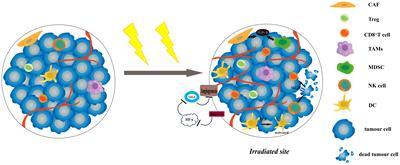 A new target of radiotherapy combined with immunotherapy: regulatory T cells